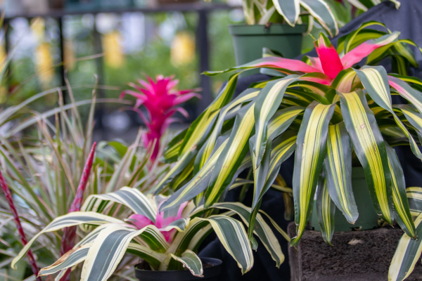 Top 5 Ways to Keep Your Plants Happy Through the Winter, McDonald Garden Center