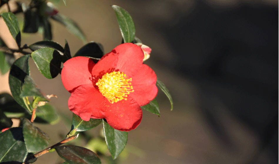 McDonald Garden Center Photo